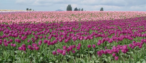 Field of violet and pink tulips against a light blue sky