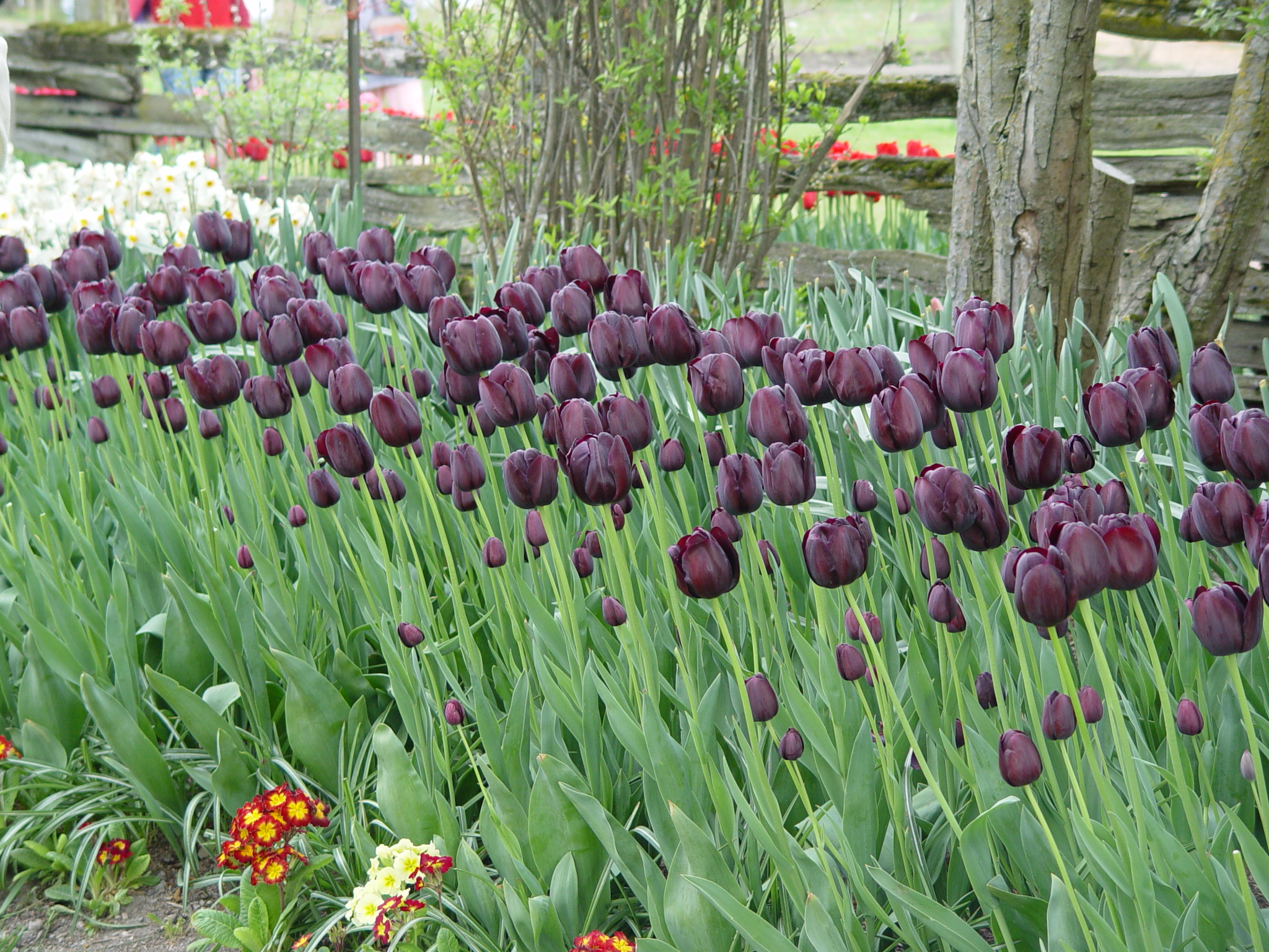 book the black tulip